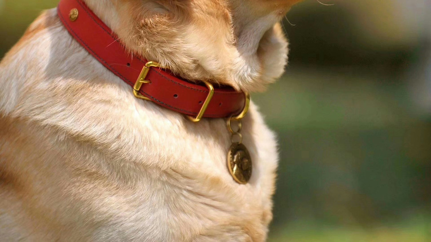 Collars, Leashes, & Harnesses